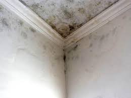 Mold Documentation for Insurance Claims in Malta, IL