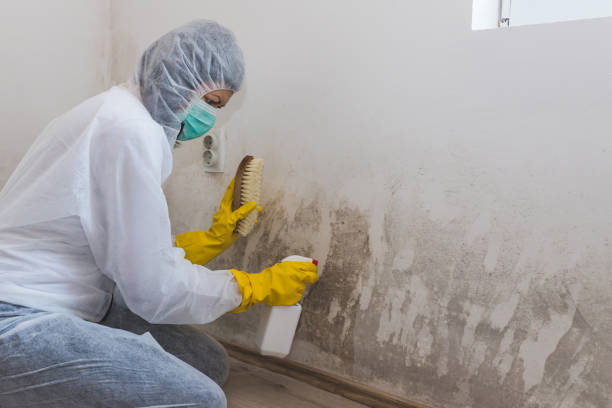 Best Attic Mold Removal  in Malta, IL